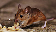 24 Hour & Emergency Exterminators in Monona Grove, WI